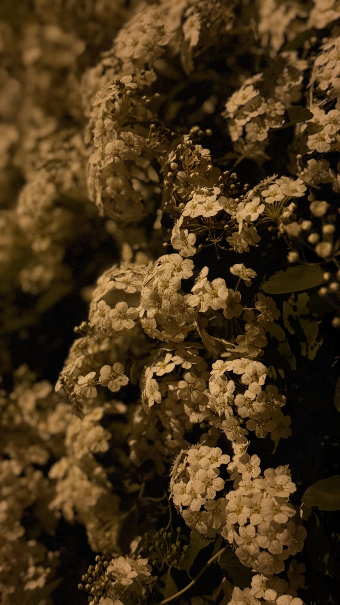 Yesterday, the "bride" bloomed in my garden. In our country, there is a sign that if a girl smells this aroma at night, she will soon get married.) And is there such a sign in your country? Where are you from and what do you call this bush?)