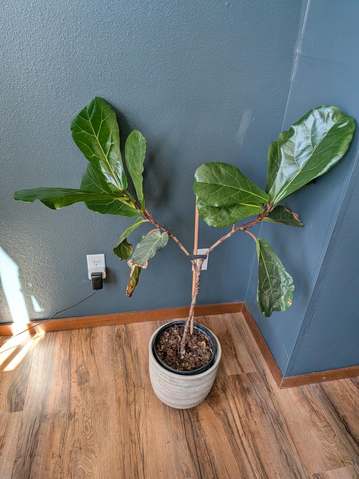 New plant advice needed New plant advice needed