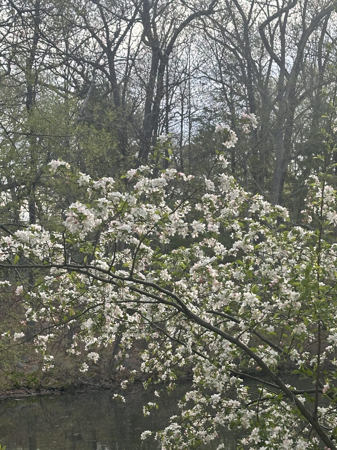 What is this flowering tree?