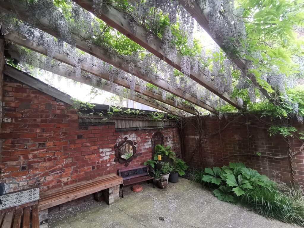 Wysteria after three years