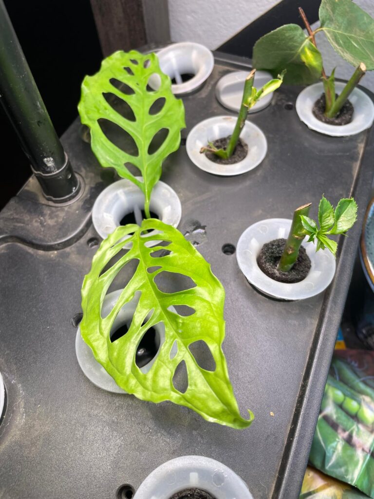 Help identifying?