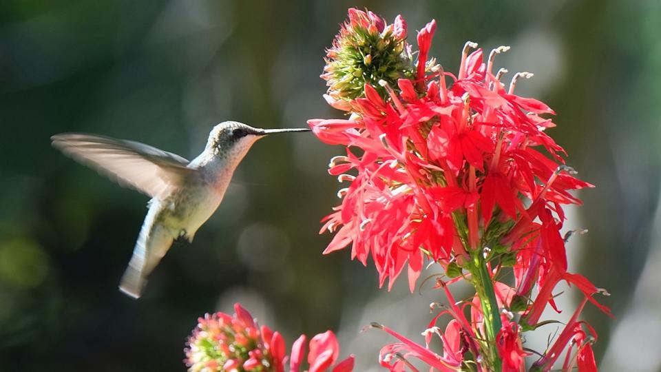 Hummingbird feasting on red cardinal flower (lobelia cardinalis)
