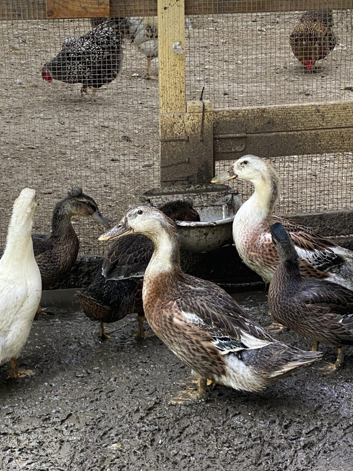 So whats the secret to clean fresh water for ducks