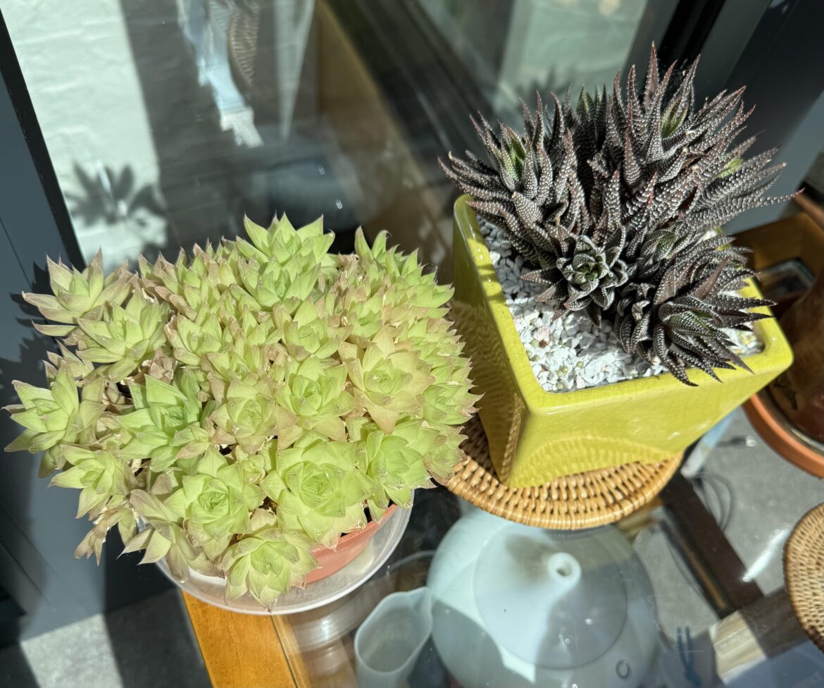 Two of my biggest and cheapest - both cost £1, one on right as a tiny nursery plant maybe 6 plus years ago, left at a plant sale recently at a Botanical Garden- Only my comptonia hybrids are bigger