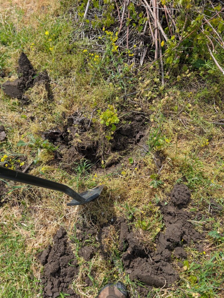 How to get rid of grapevines? How to get rid of grapevines?