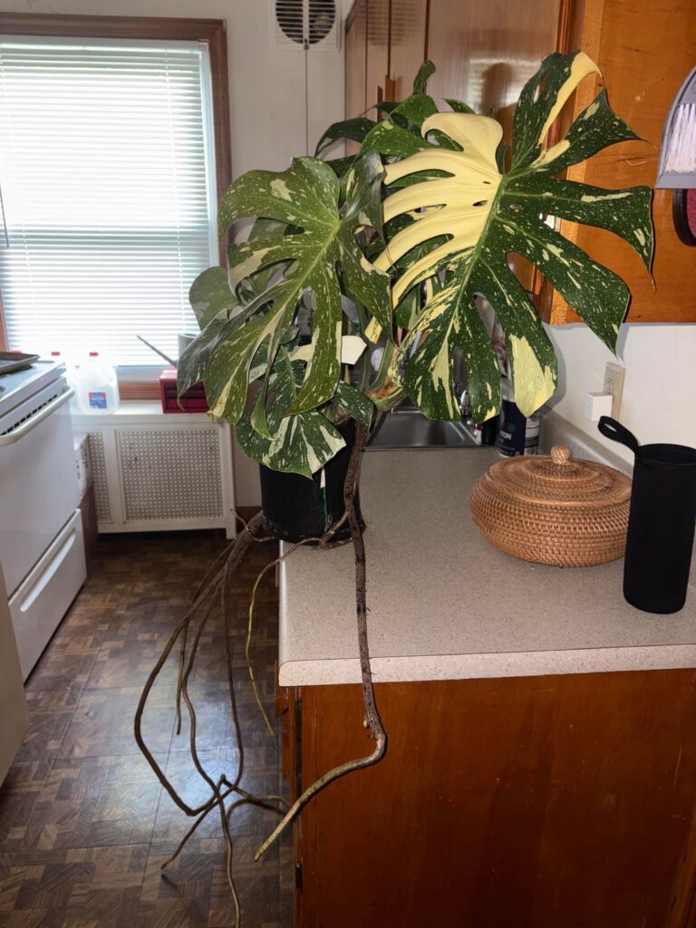 I think it was time for a re-pot. Did I do this right? 🫣🙈