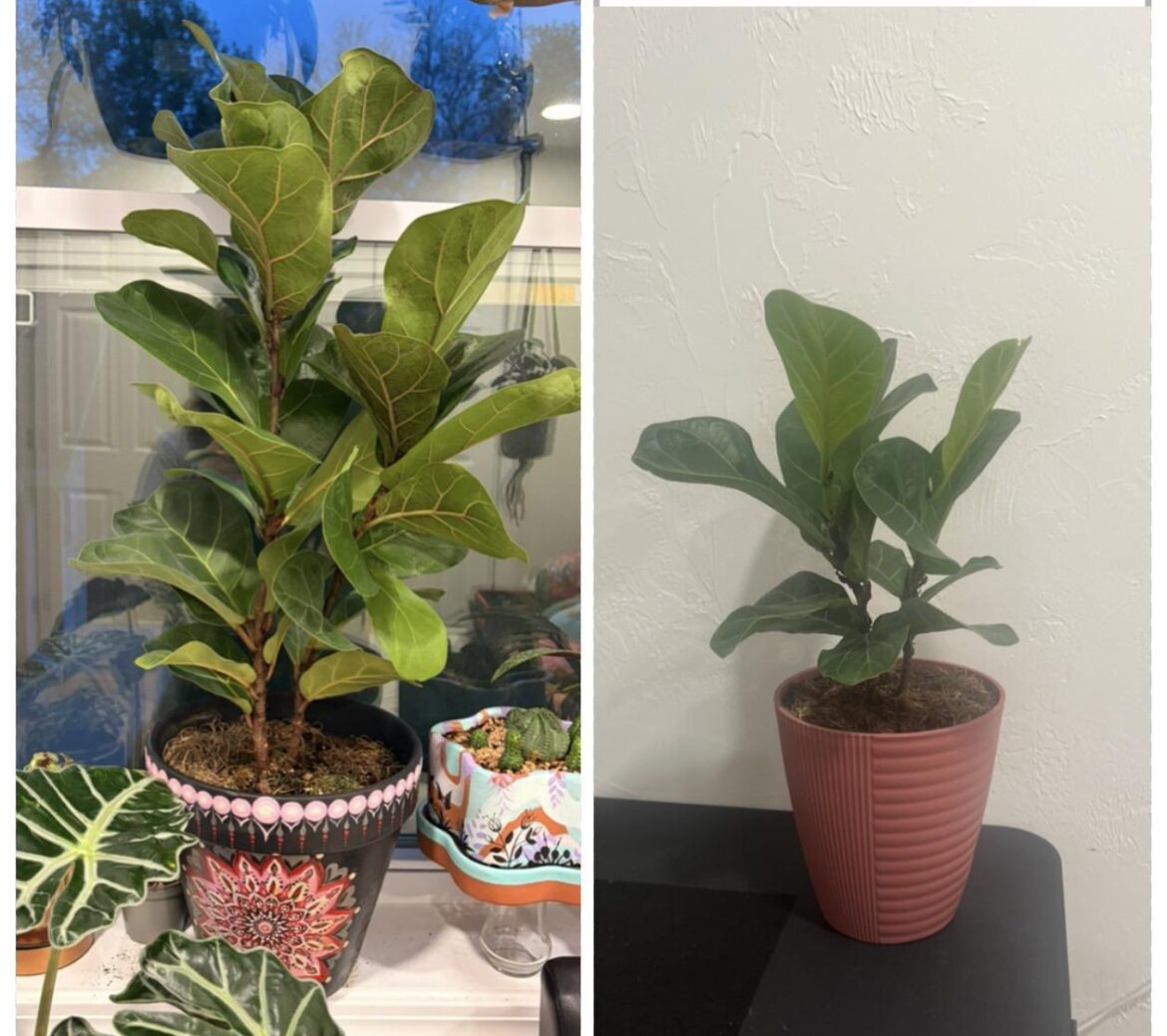 One year growth