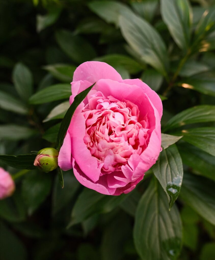 Peonies