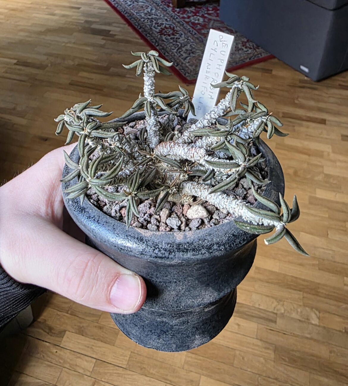 My old euphorbia cylindrifolia