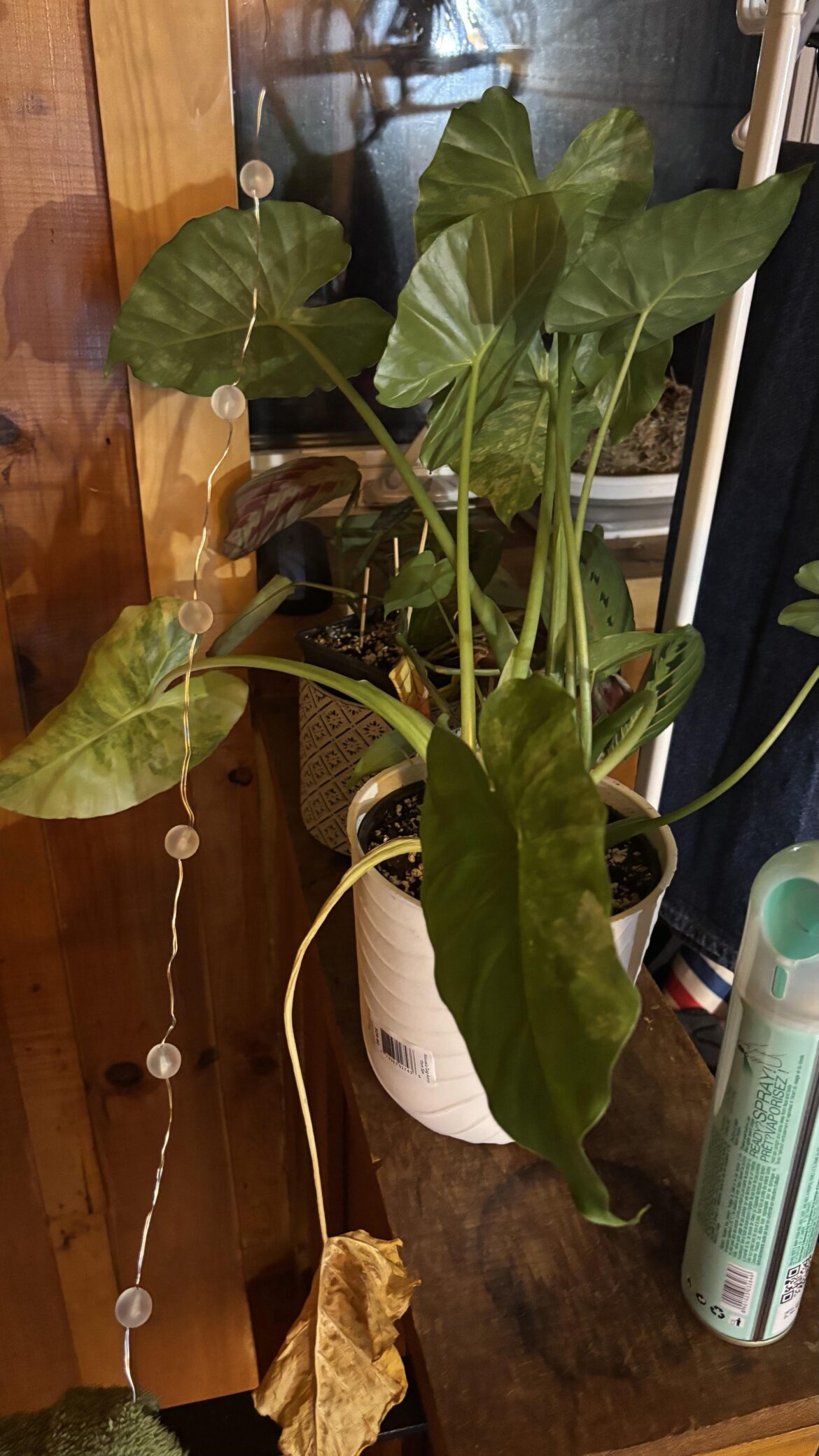 Elephant ear plant