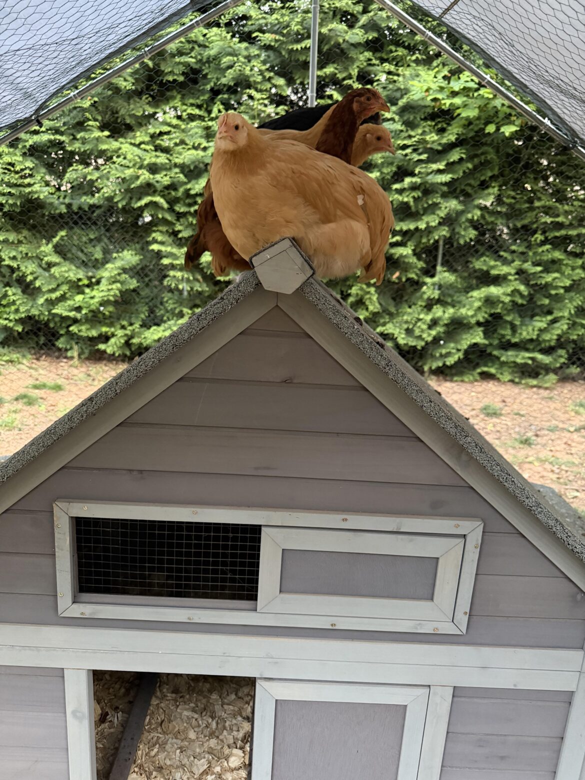 Chickens sleeping on top of the coop?