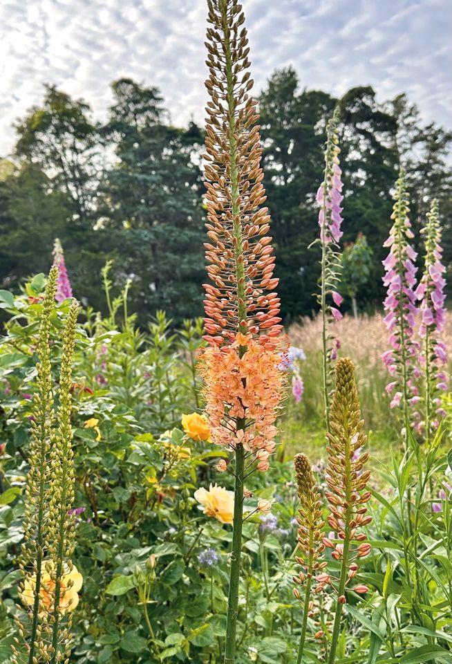 Foxtail liliesCredit: Stephen Orr