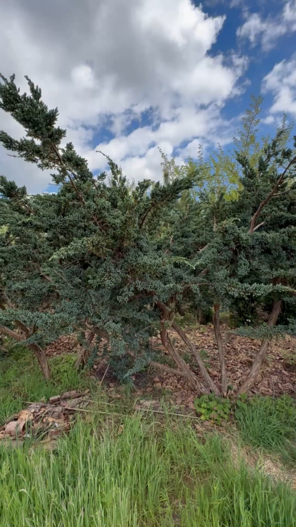 Owner of a garden center offhandedly mentioned he had some 60 year old junipers in his backyard