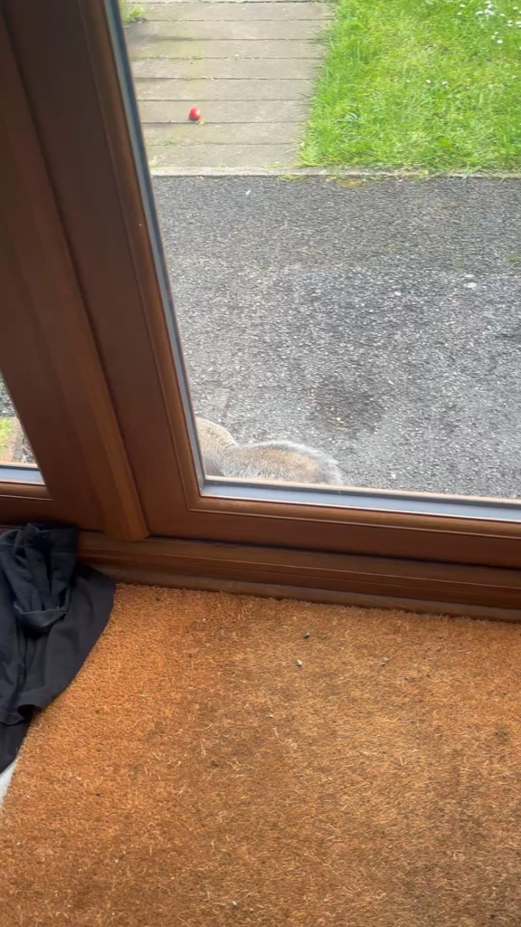 Why is this squirrel not scared of humans