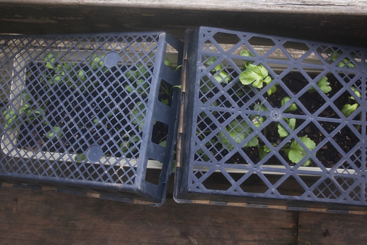 Daisy trays repurposed as plant protection from wildlife in the garden.