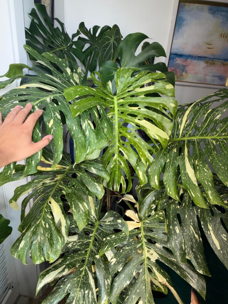 This monster is putting out a new full leaf every 30 days…