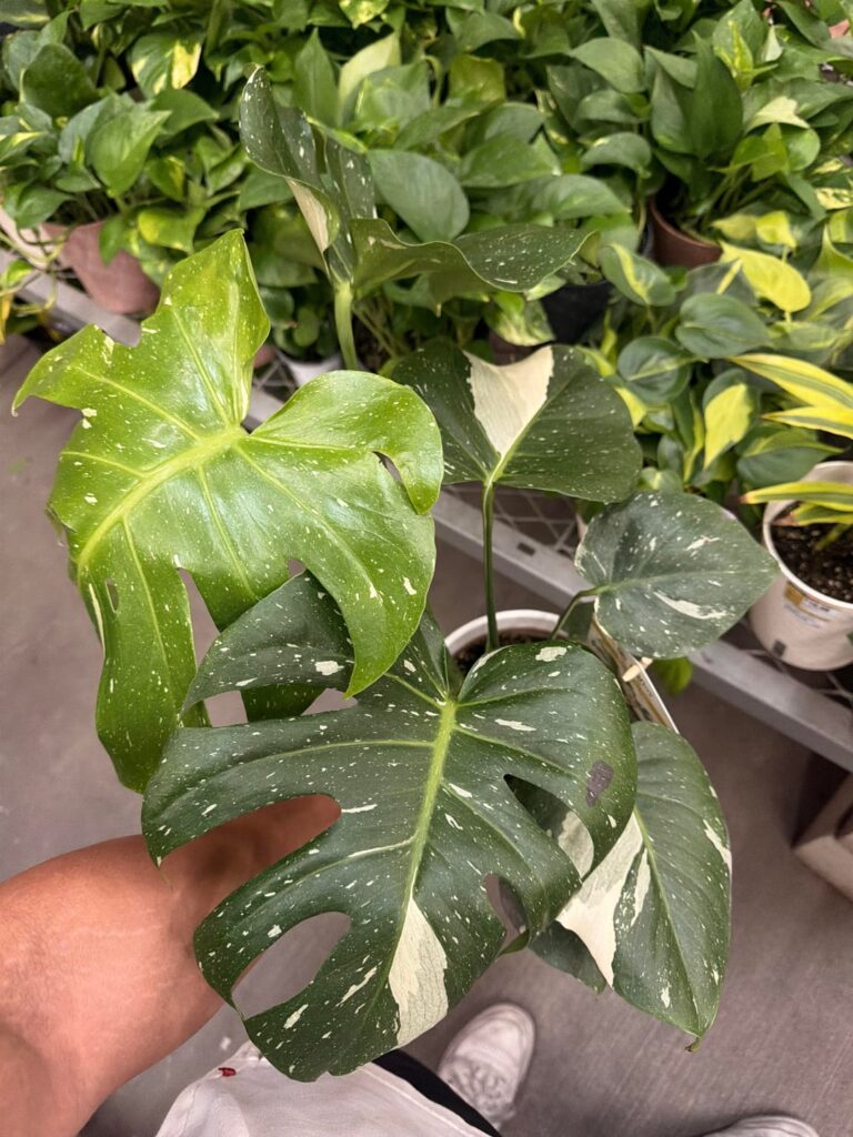 So much growth