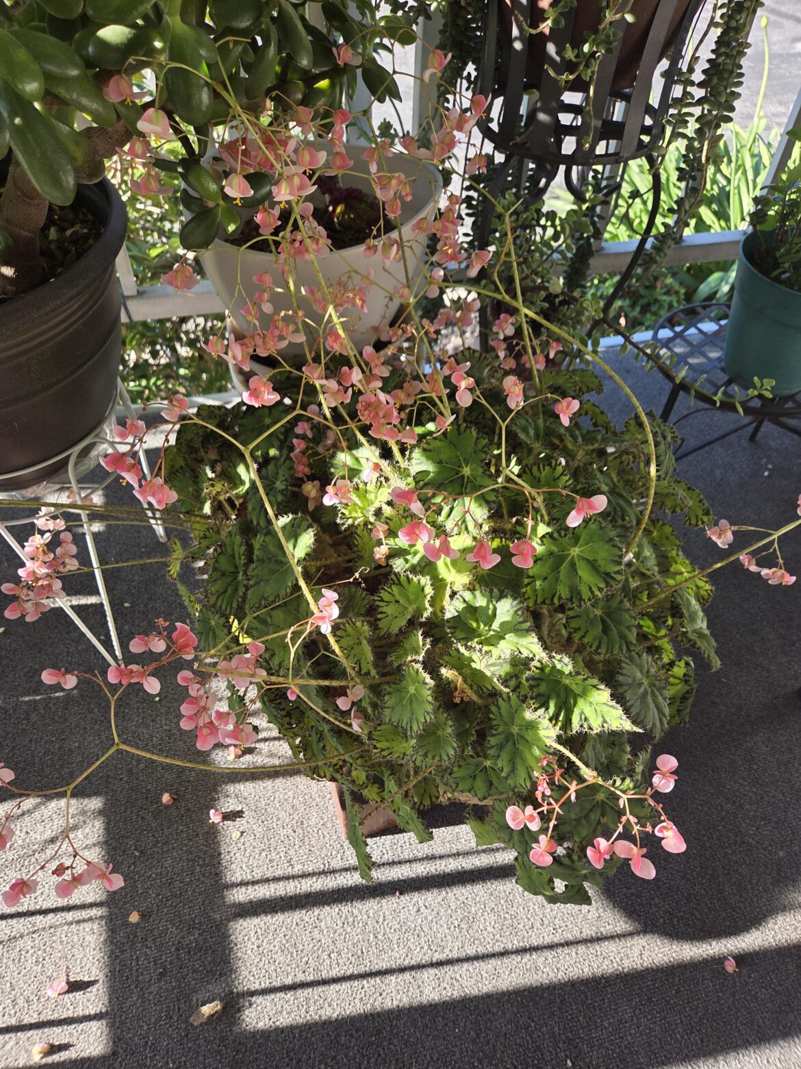 Early bloom