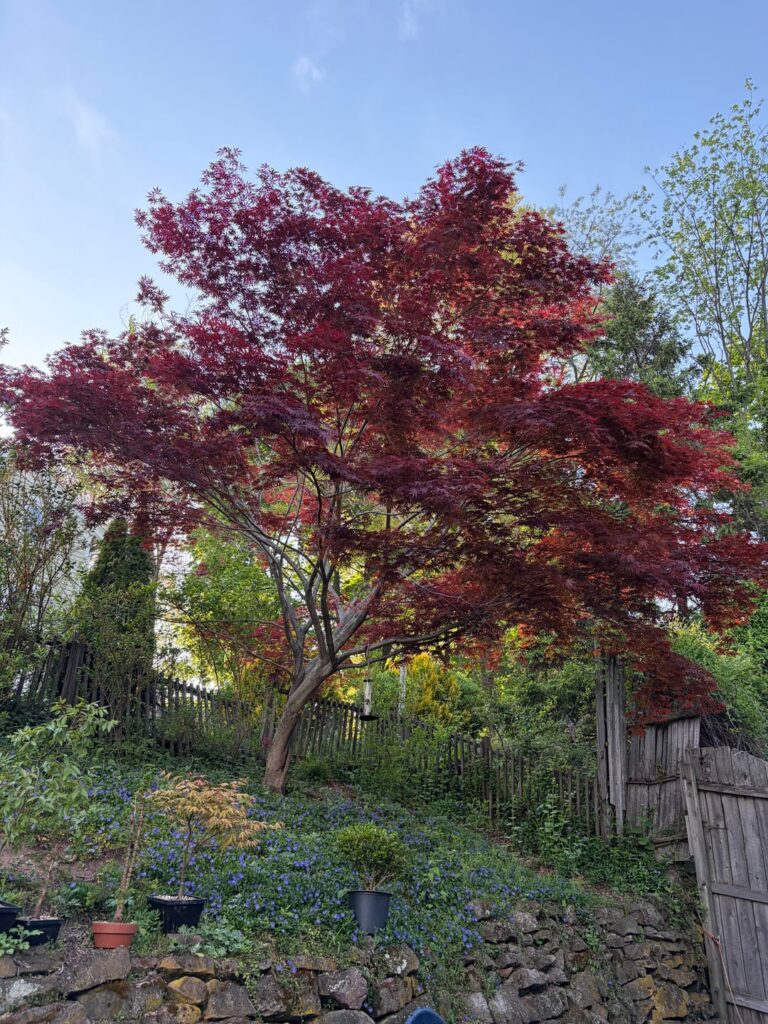 Is my Japanese Maple toast? Is my Japanese Maple toast?