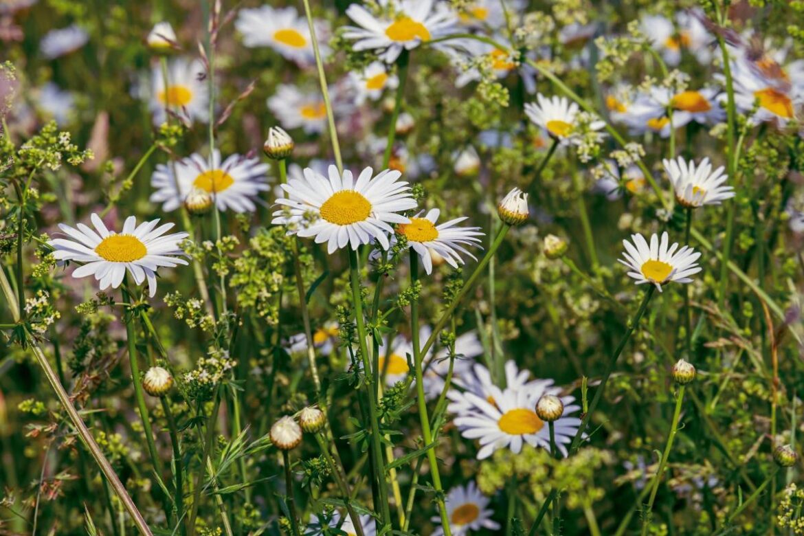 Gardeners told to resist mowing lawns as campaign to aid bees returns