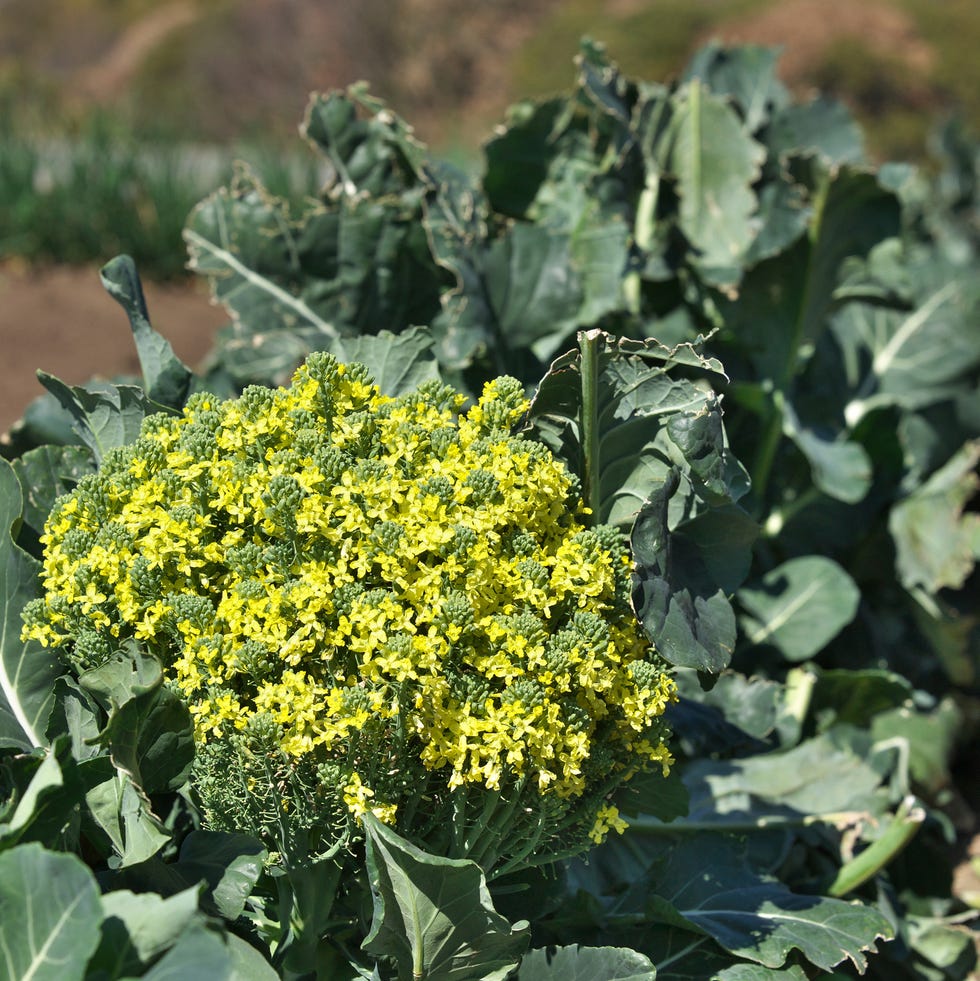 broccoli broccoli broccoli flowers