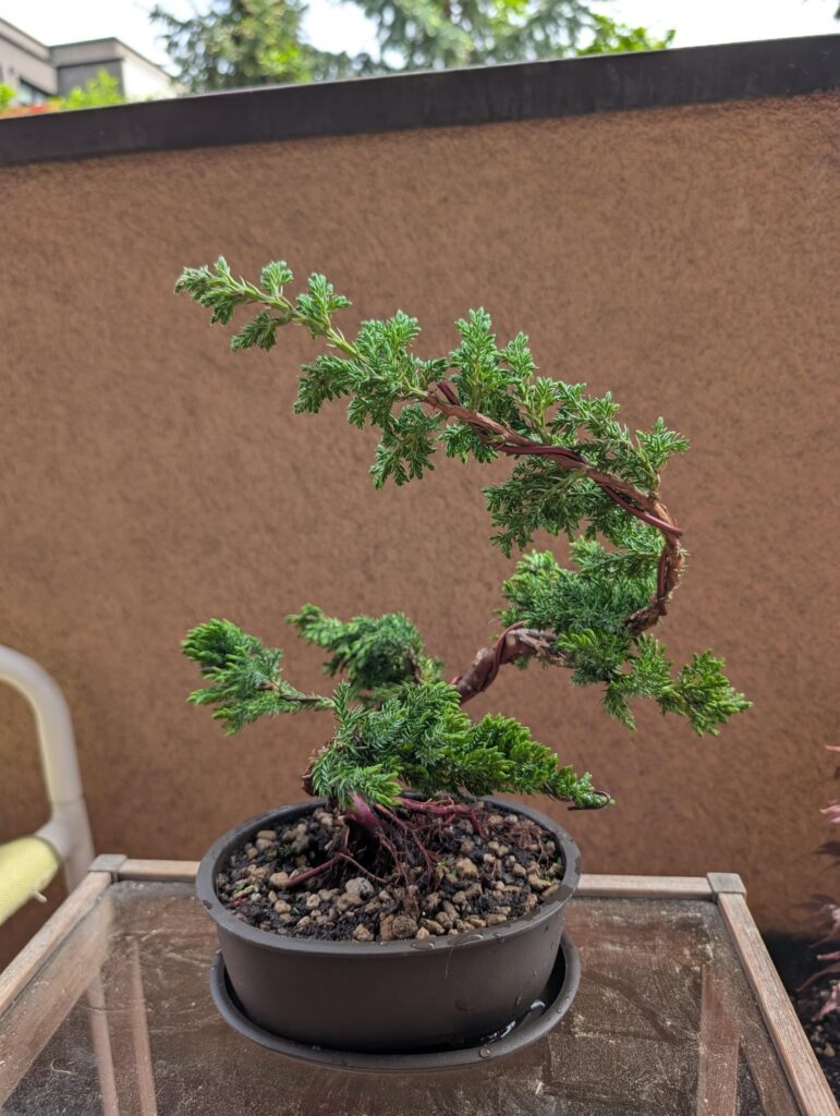 Roast my Junipers