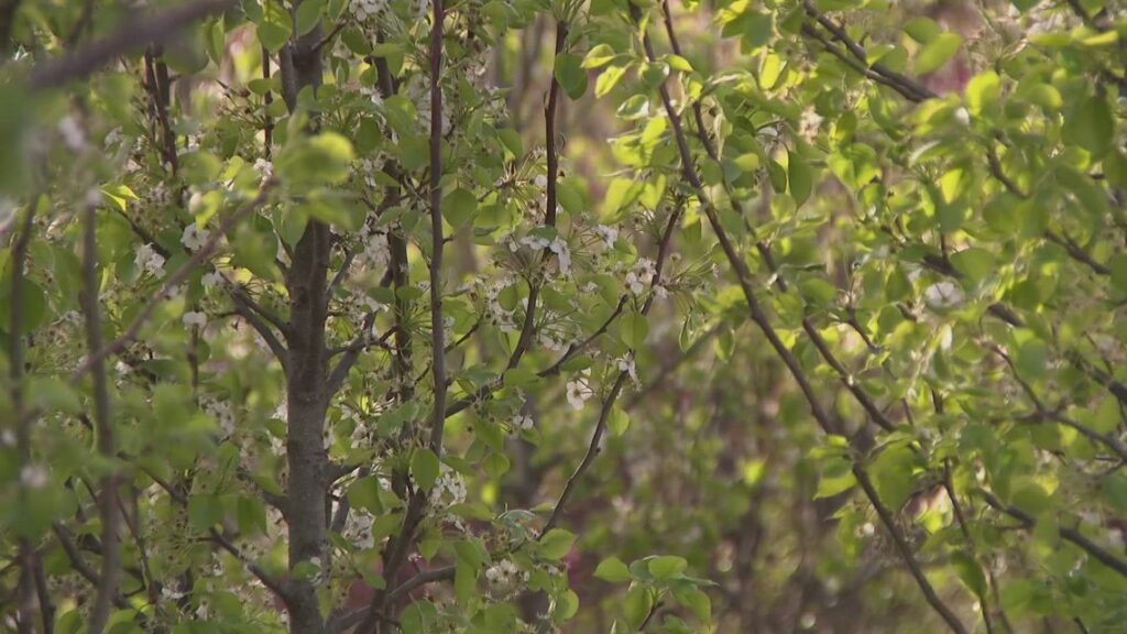 Unpredictable spring weather may cause chaos for local gardeners this yar