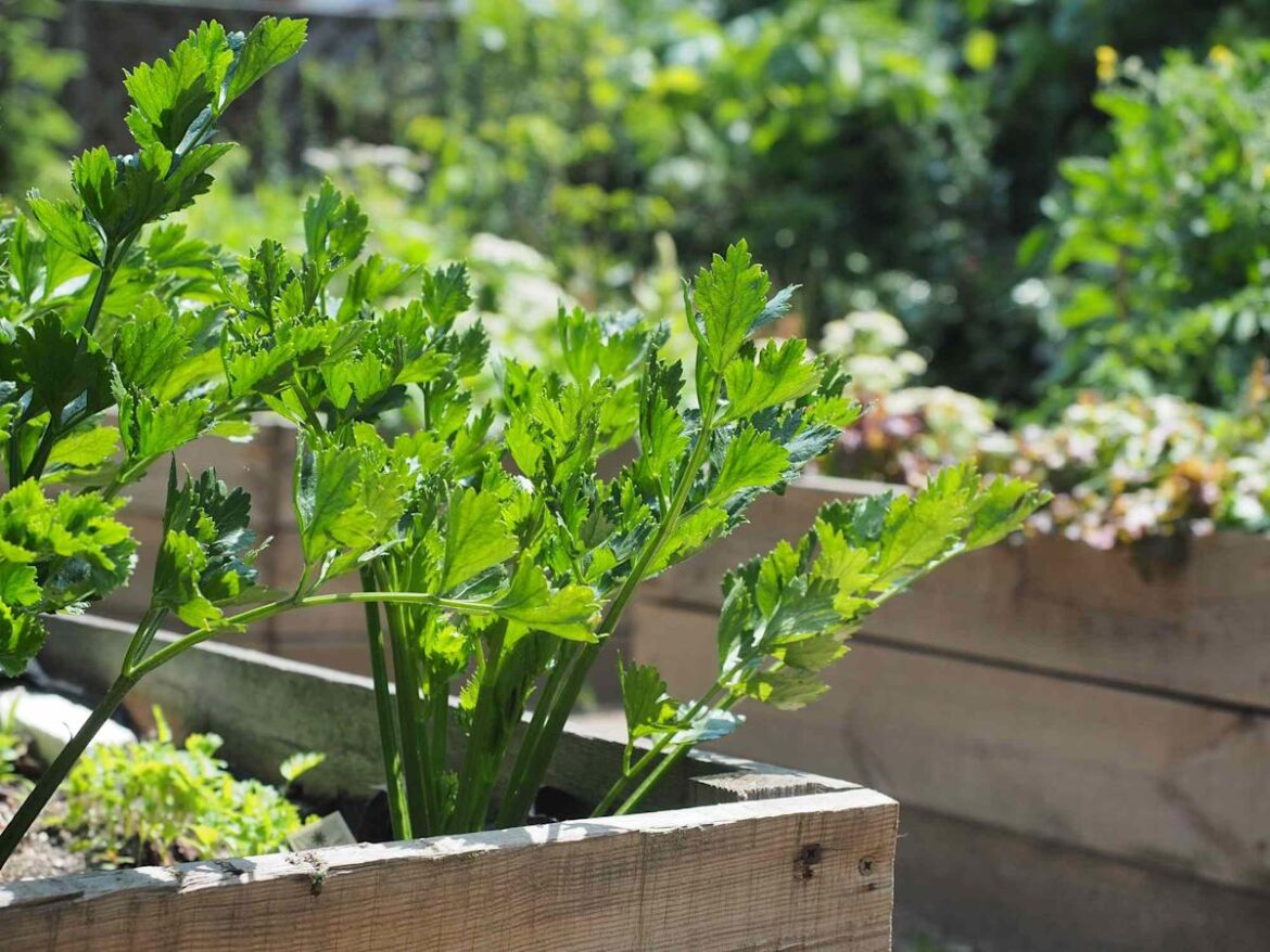 We Asked Gardeners Which Perennial Vegetables Are Lowest Maintenance for Endless Harvests—They Named These 8