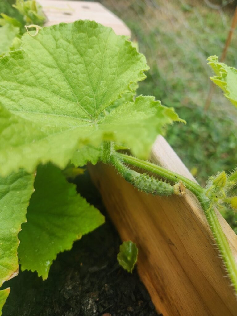 Pls help!