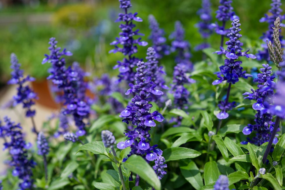 Blue Salvia farinacea (blue rat tail) Blue Salvia farinacea (blue rat tail)