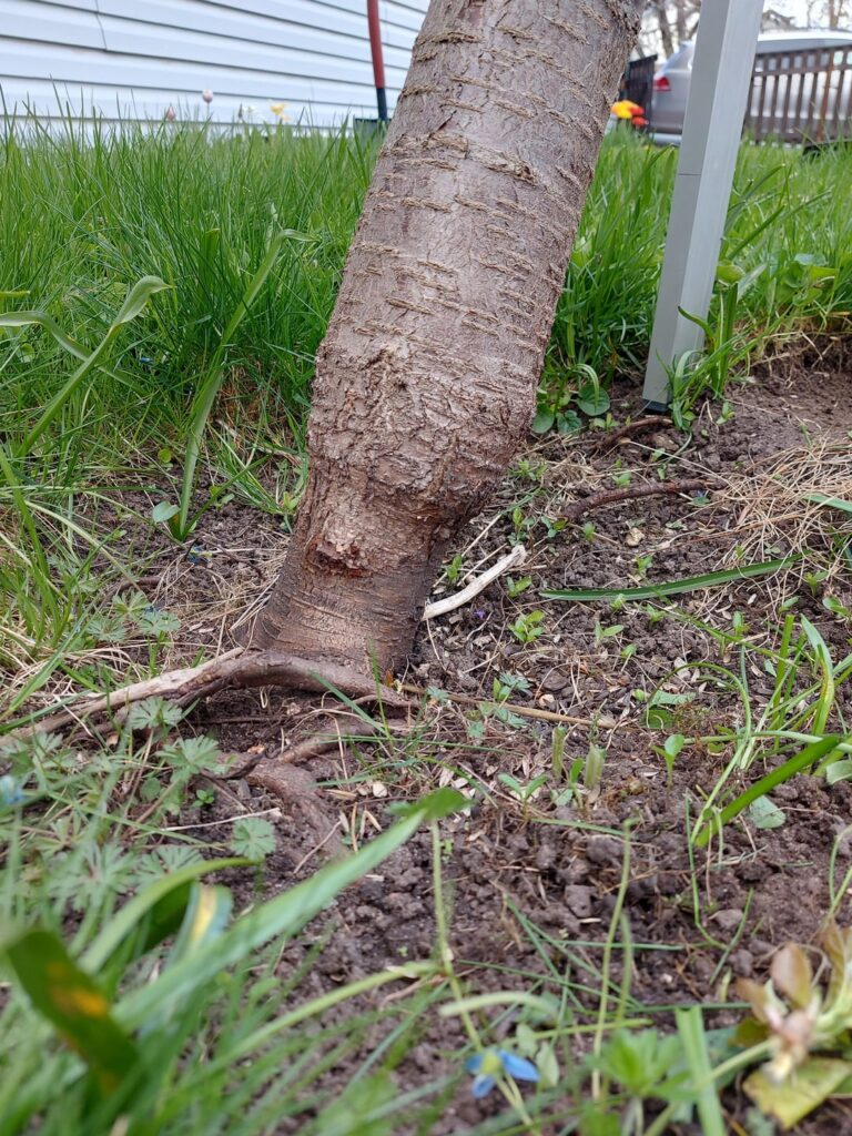 How can I help this cherry tree?
