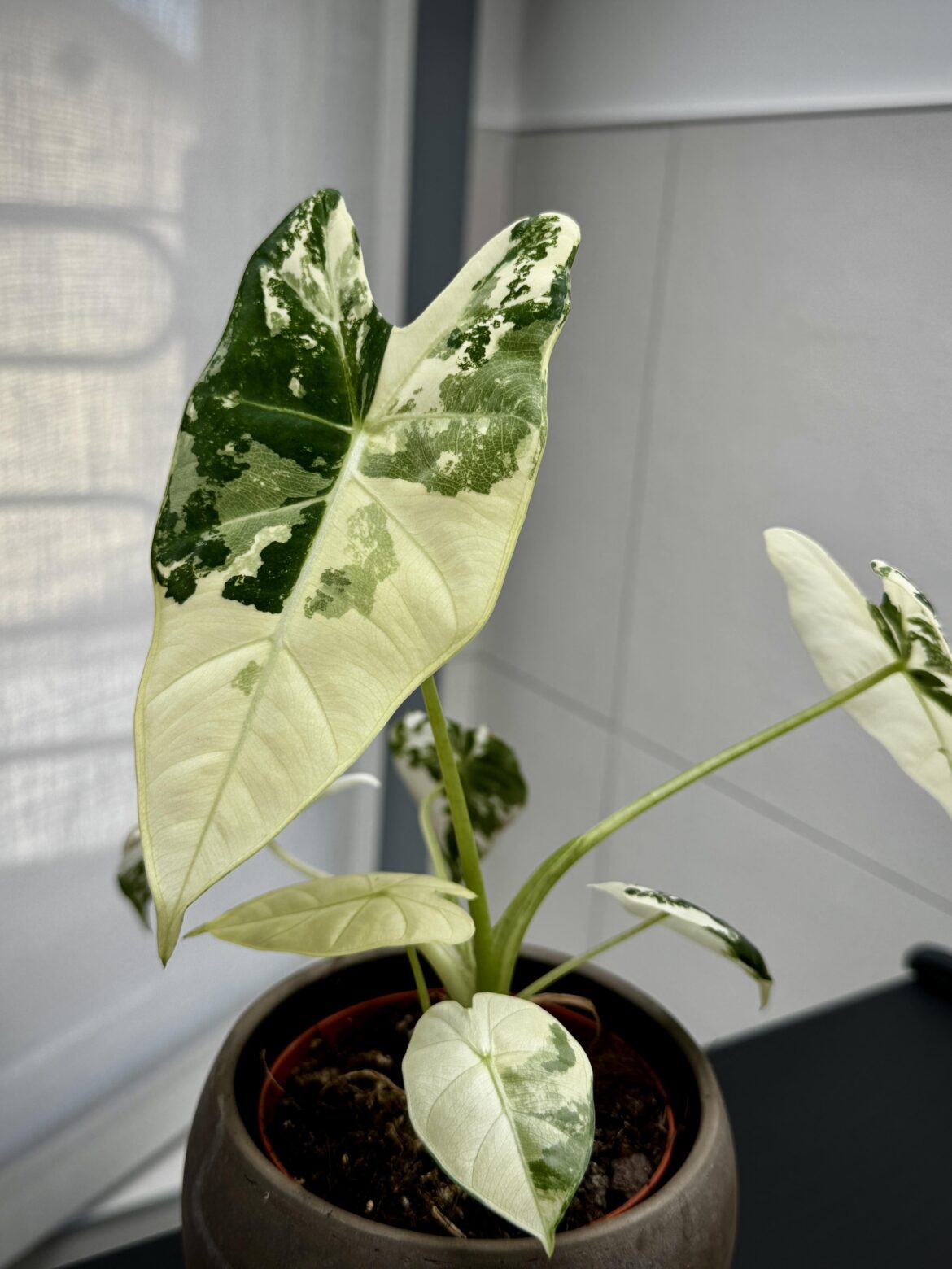 My first Alocasia ✨
