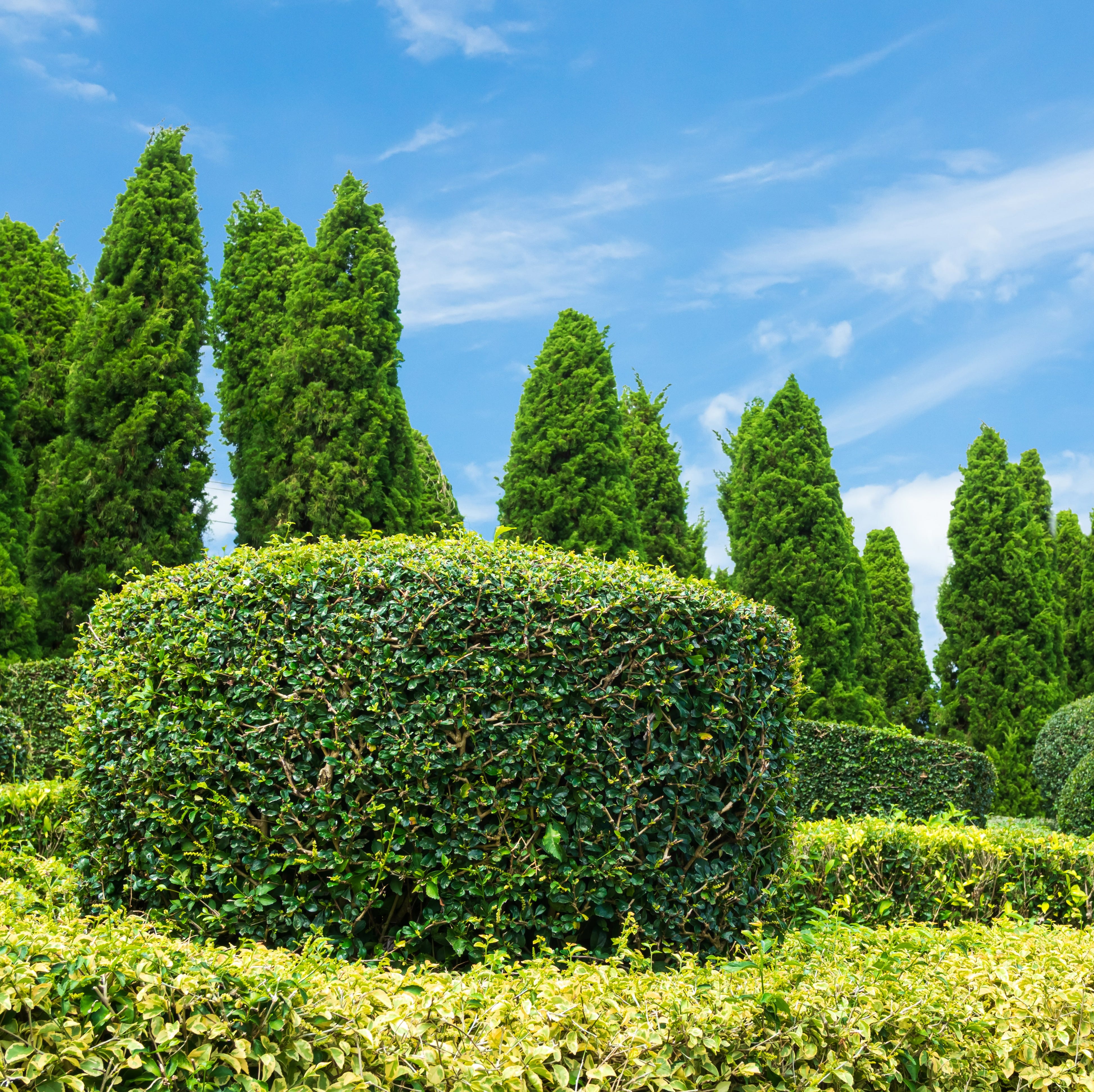 common box hedge