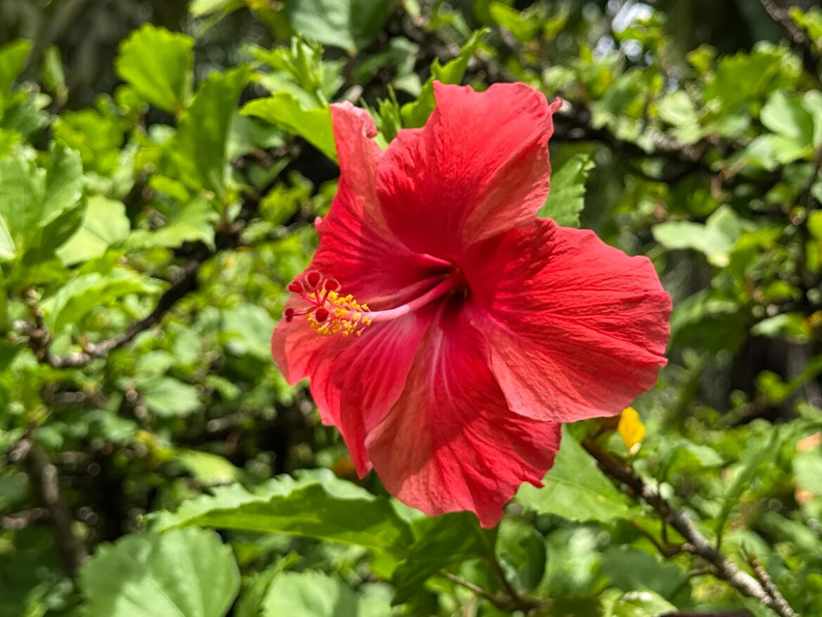 20 Stunning Red Flowers to Add Bold Color to Your Garden Yahoo creators home