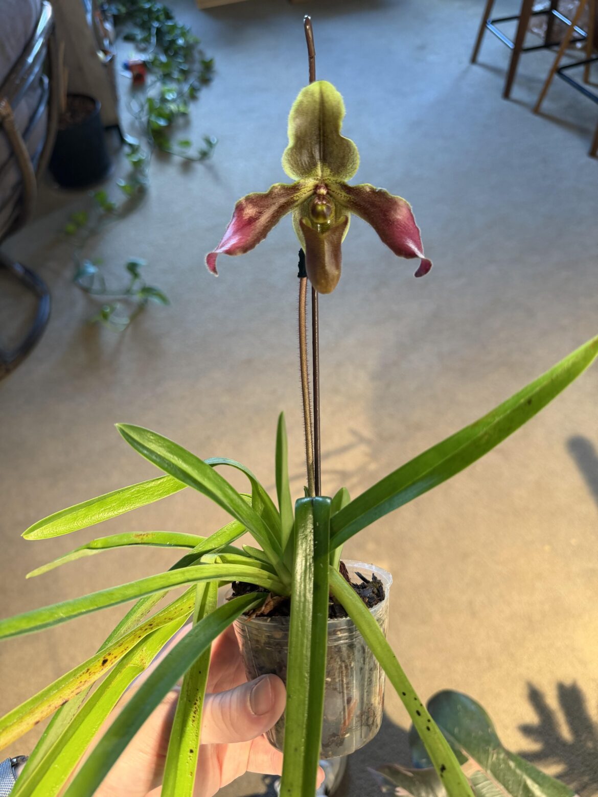 First Paph bloom!