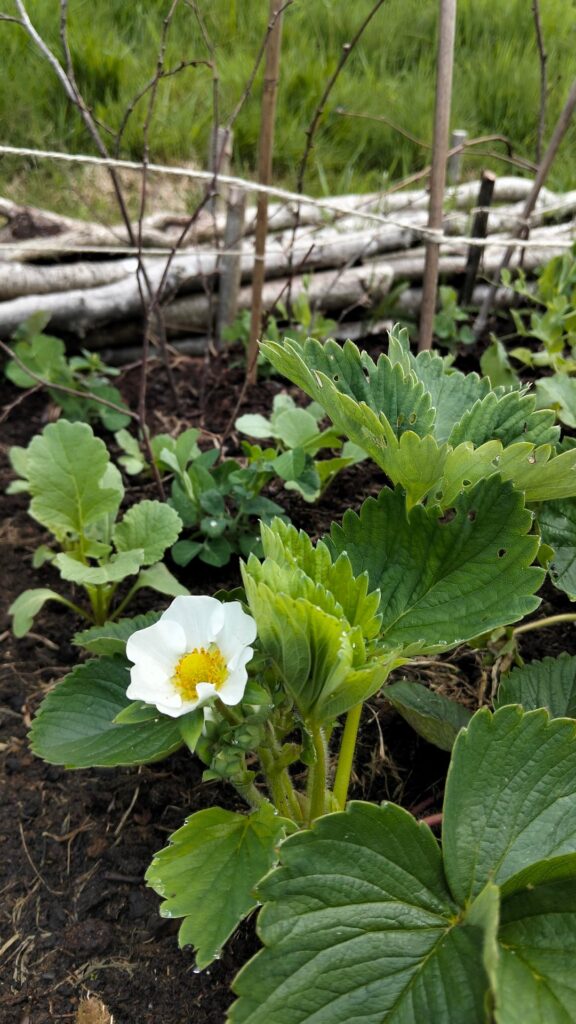 The garden this morning