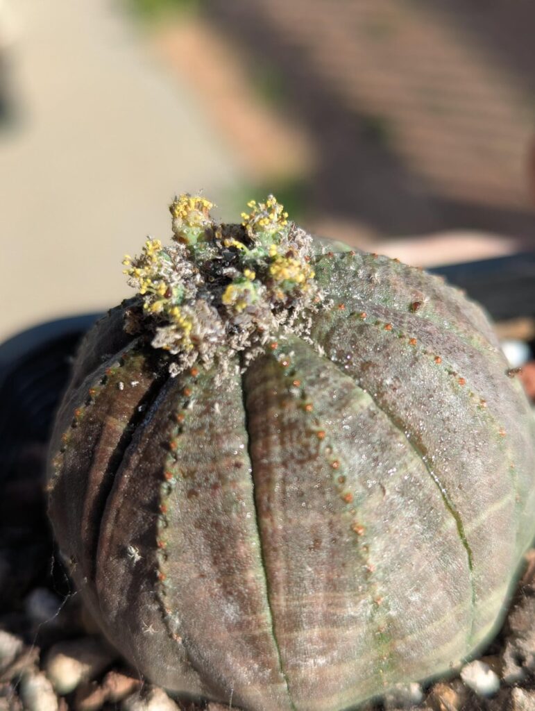 Obesa thrips?