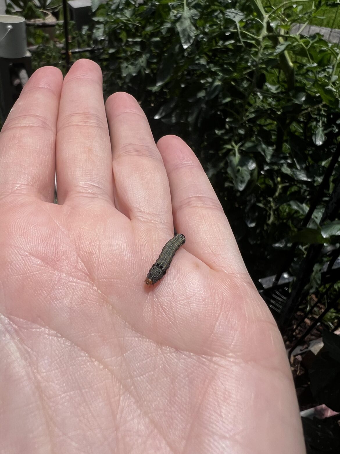 Caterpillars