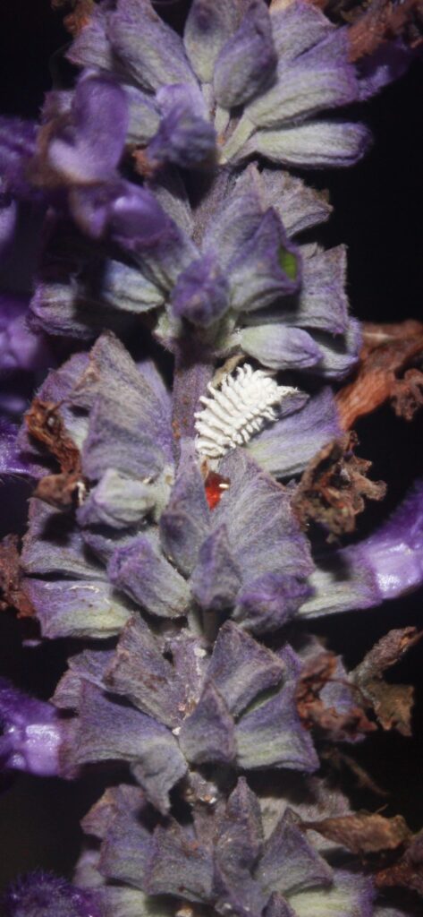 Mealybug or destroyer?