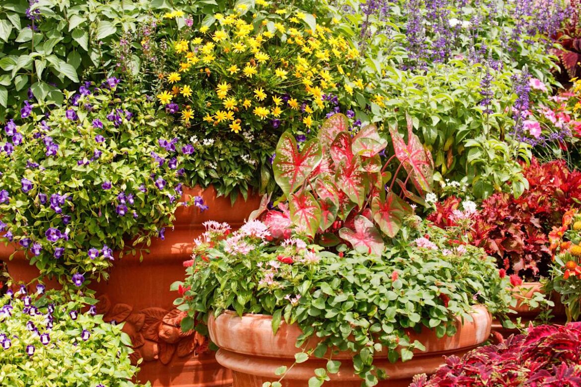 10 Patio Plants That Thrive in Pots and Containers 10 Patio Plants That Thrive in Pots and Containers