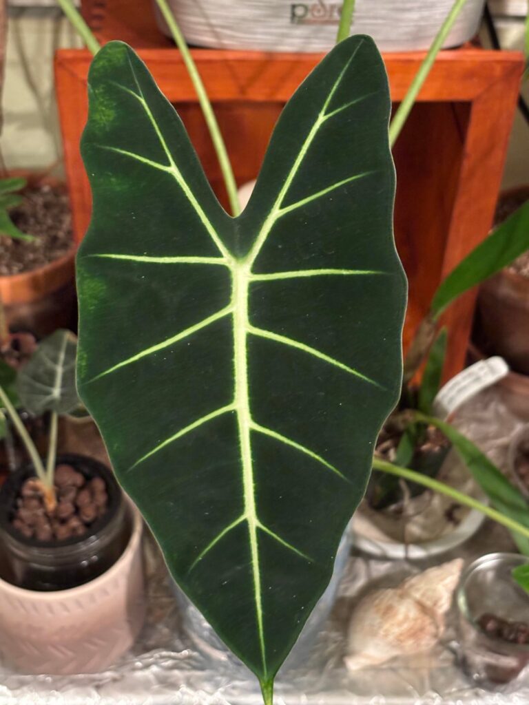 What not to love about Alocasia?