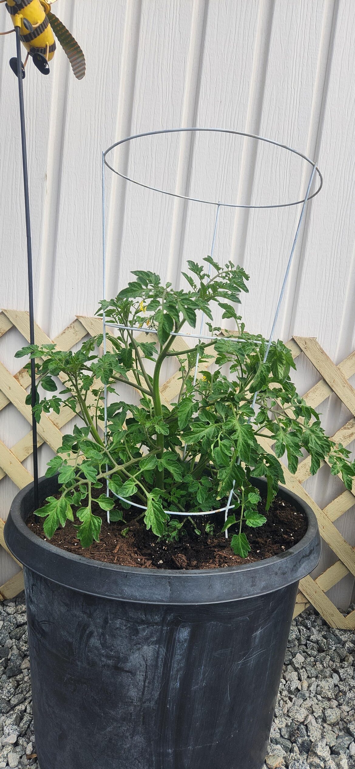 My 30 days old sweetmillons tomatoes got flowers 💐