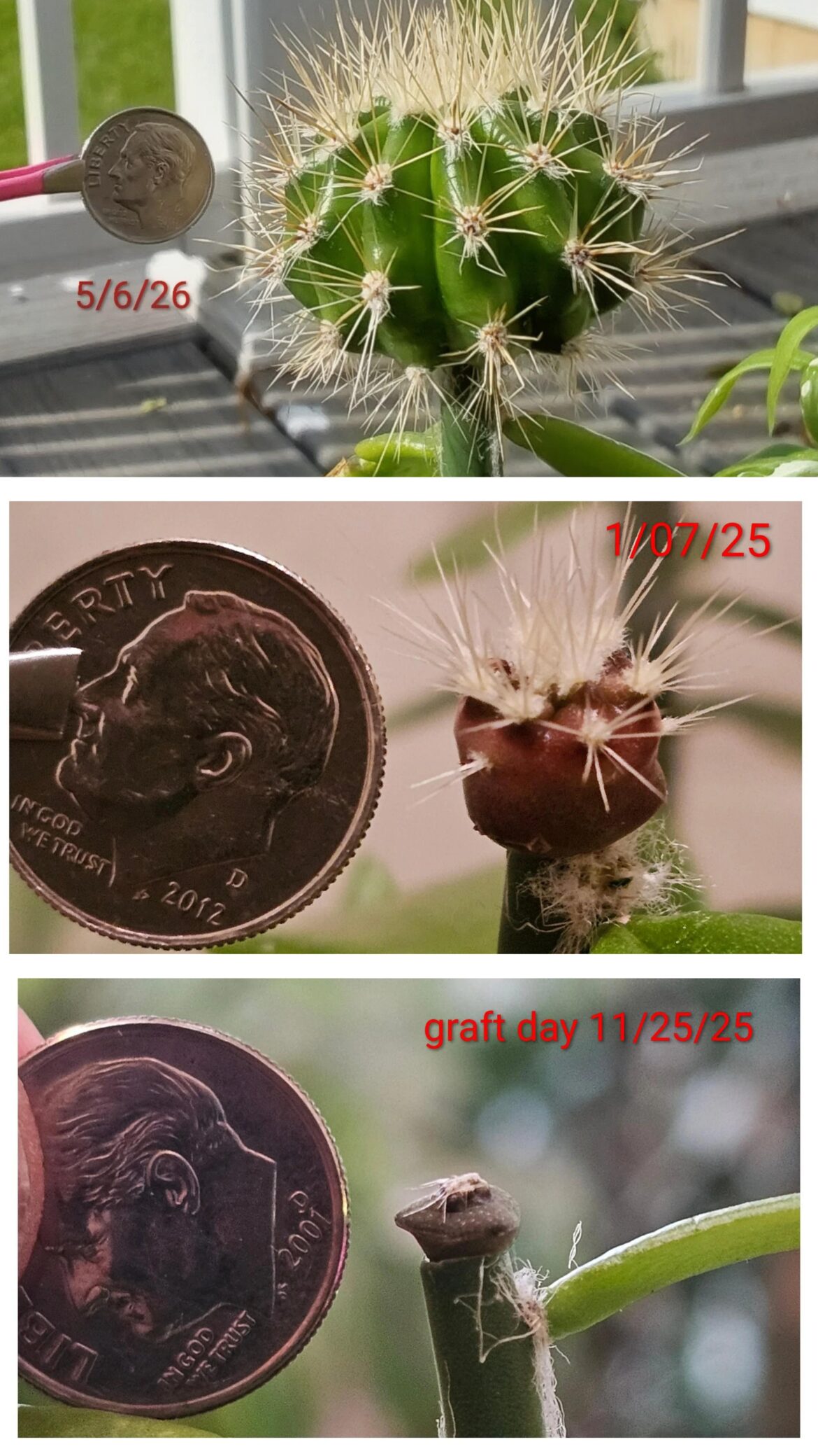 5 month update on saguaro graft to pereskiopsis.