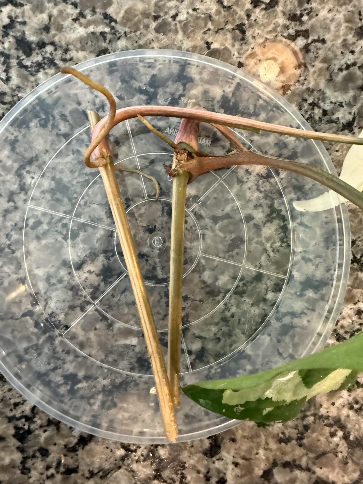 Syngonium