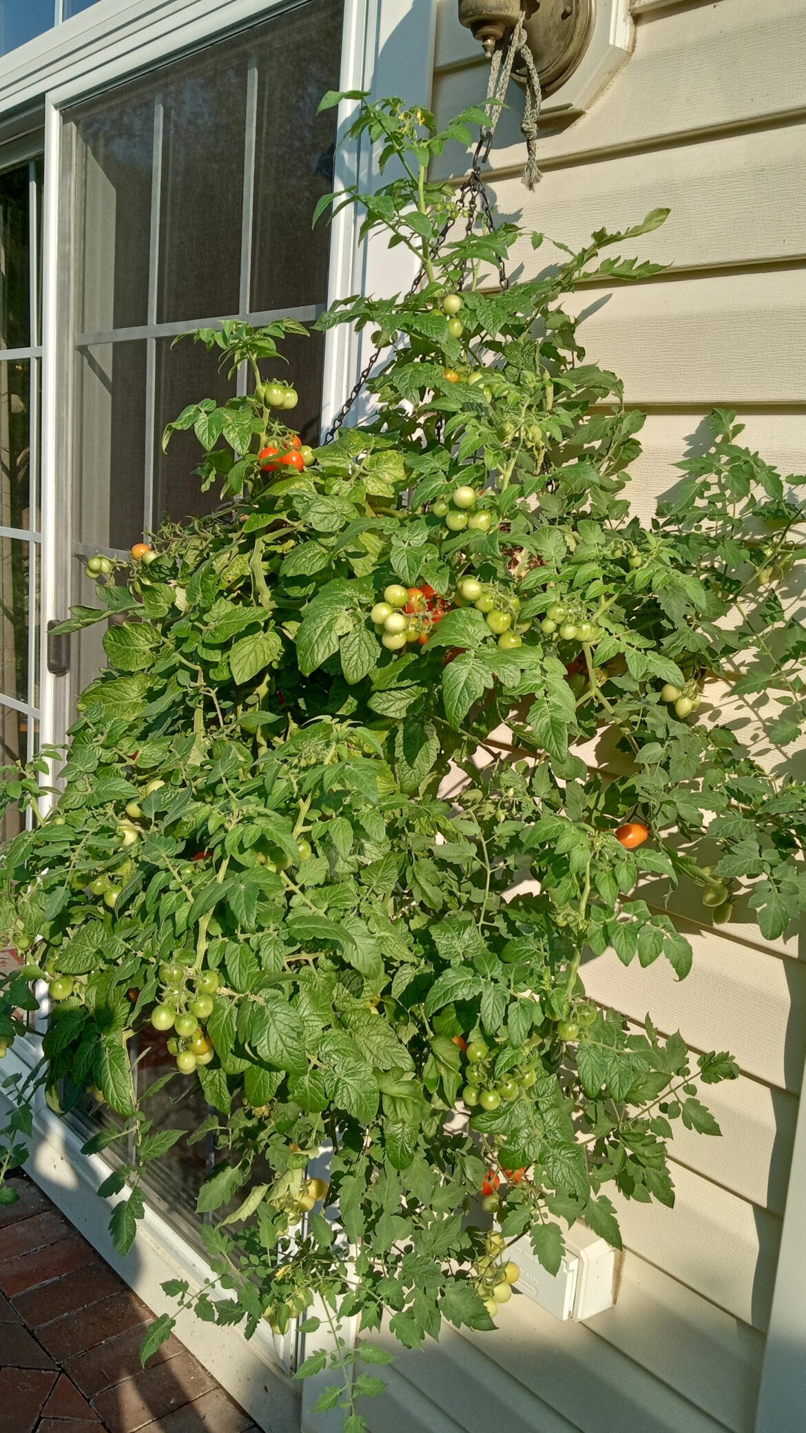 Just planted this year's because it's been cold and I've been lazy but here's a look at one of last years. (We're partial to hanging plants)
