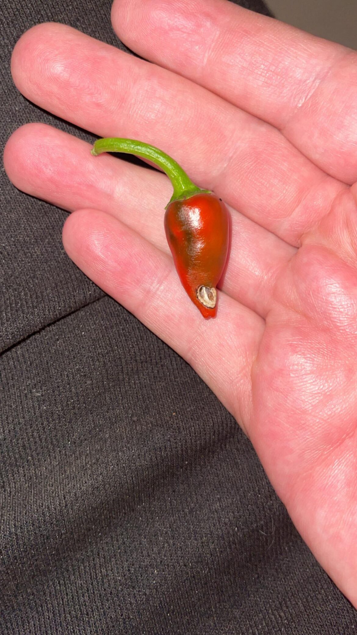 Rot or insect damage?