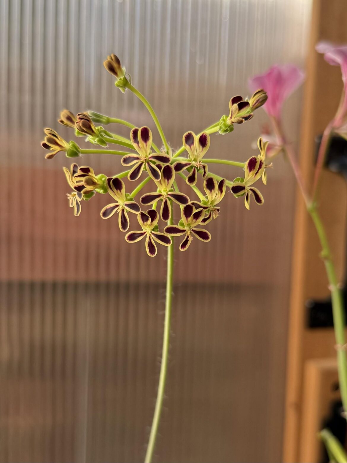 P. rutaceum