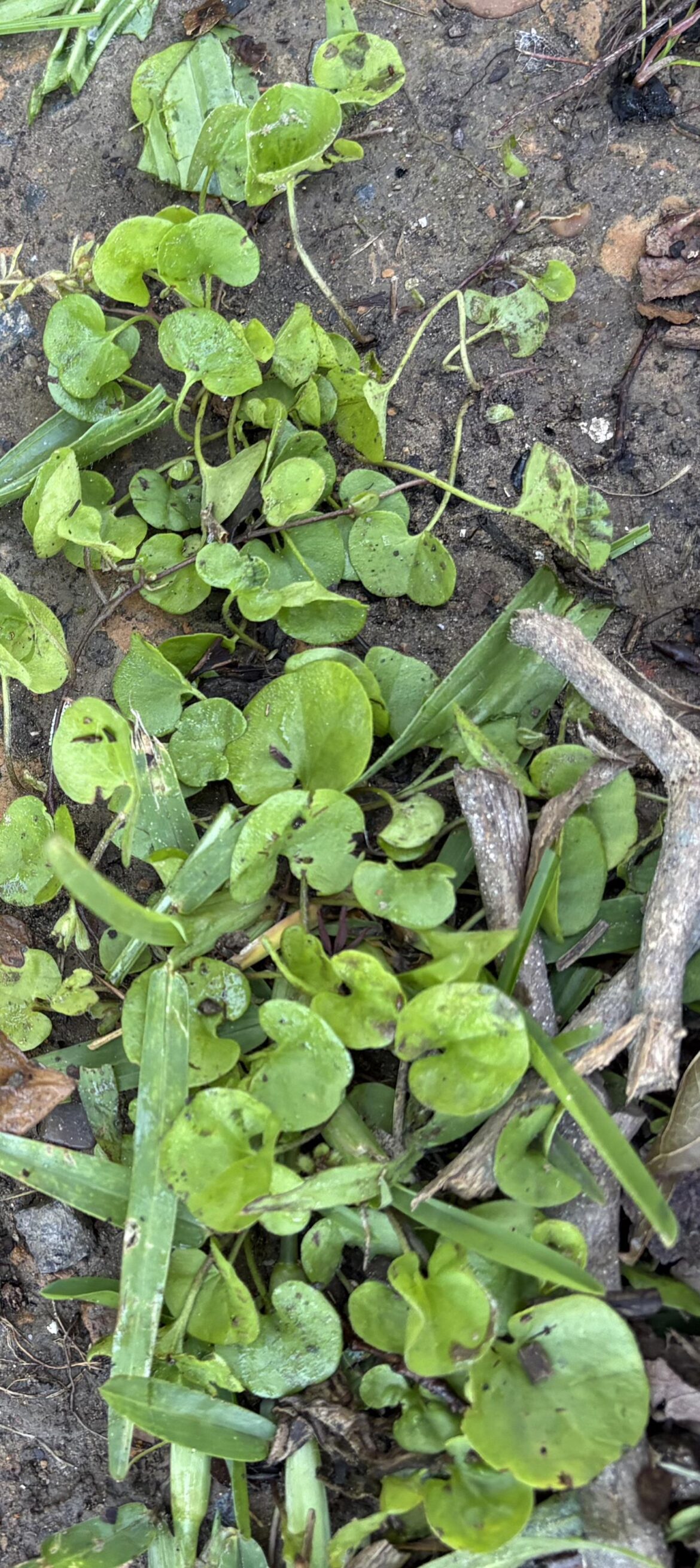 Central Arkansas. What is this, and how can I get it to grow all over my yard?
