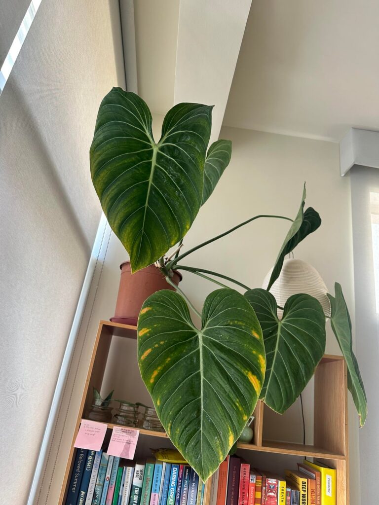 Issues on my plants—need help to ID what’s wrong and what to do?