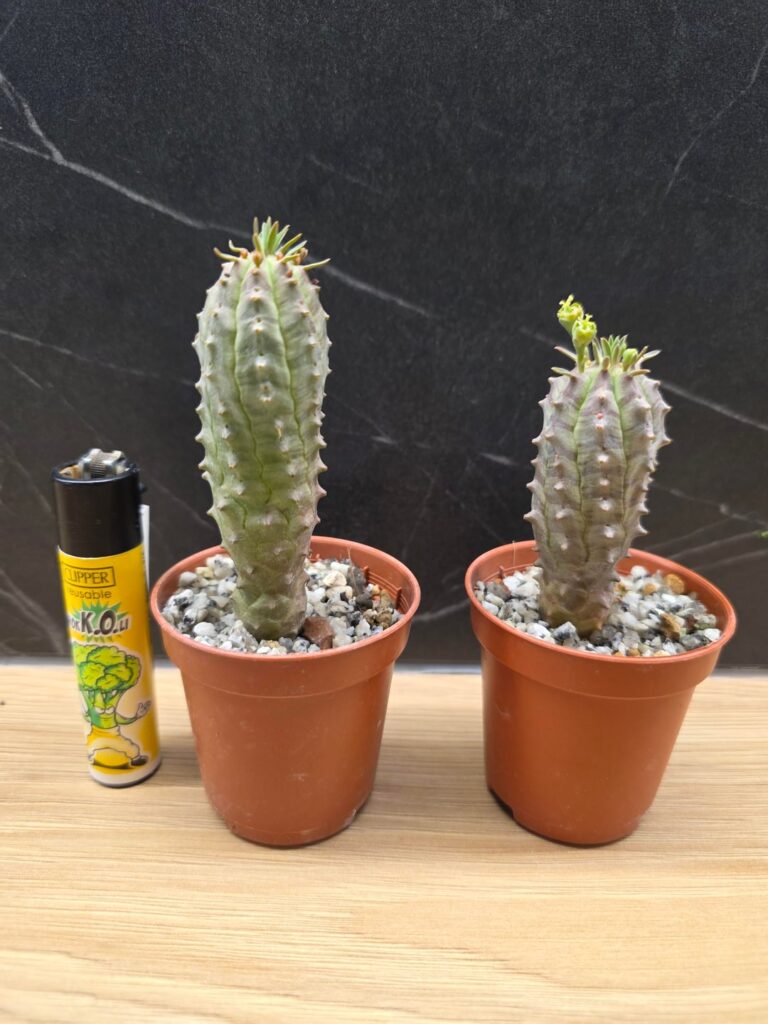 ID please?